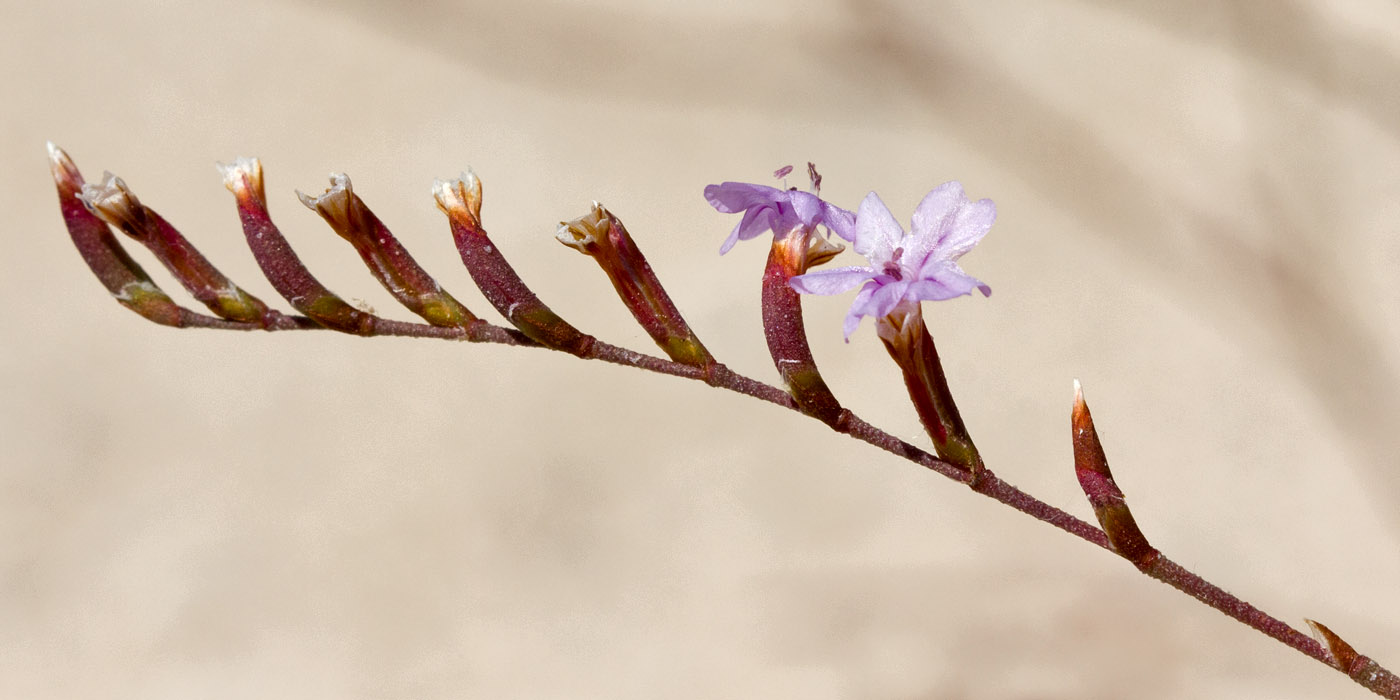 Изображение особи Limonium virgatum.