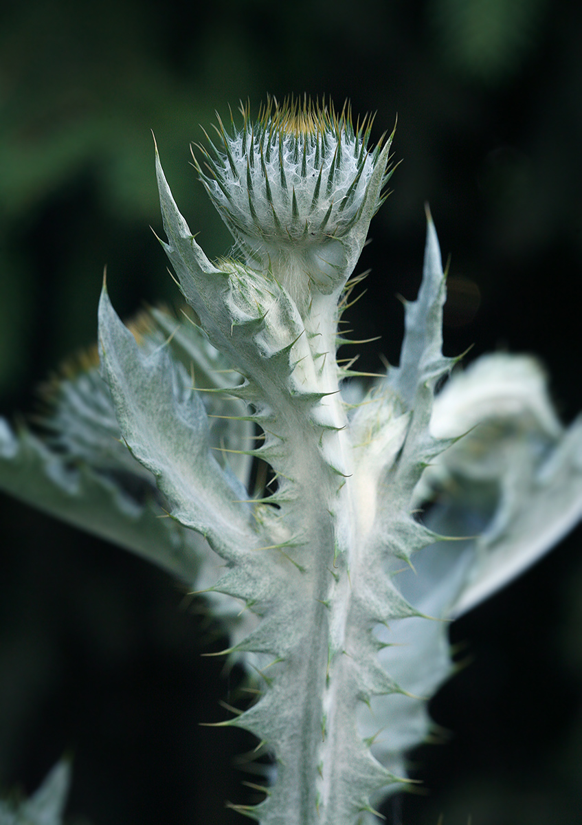 Image of Onopordum acanthium specimen.