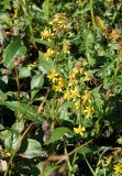 Solidago cuprea