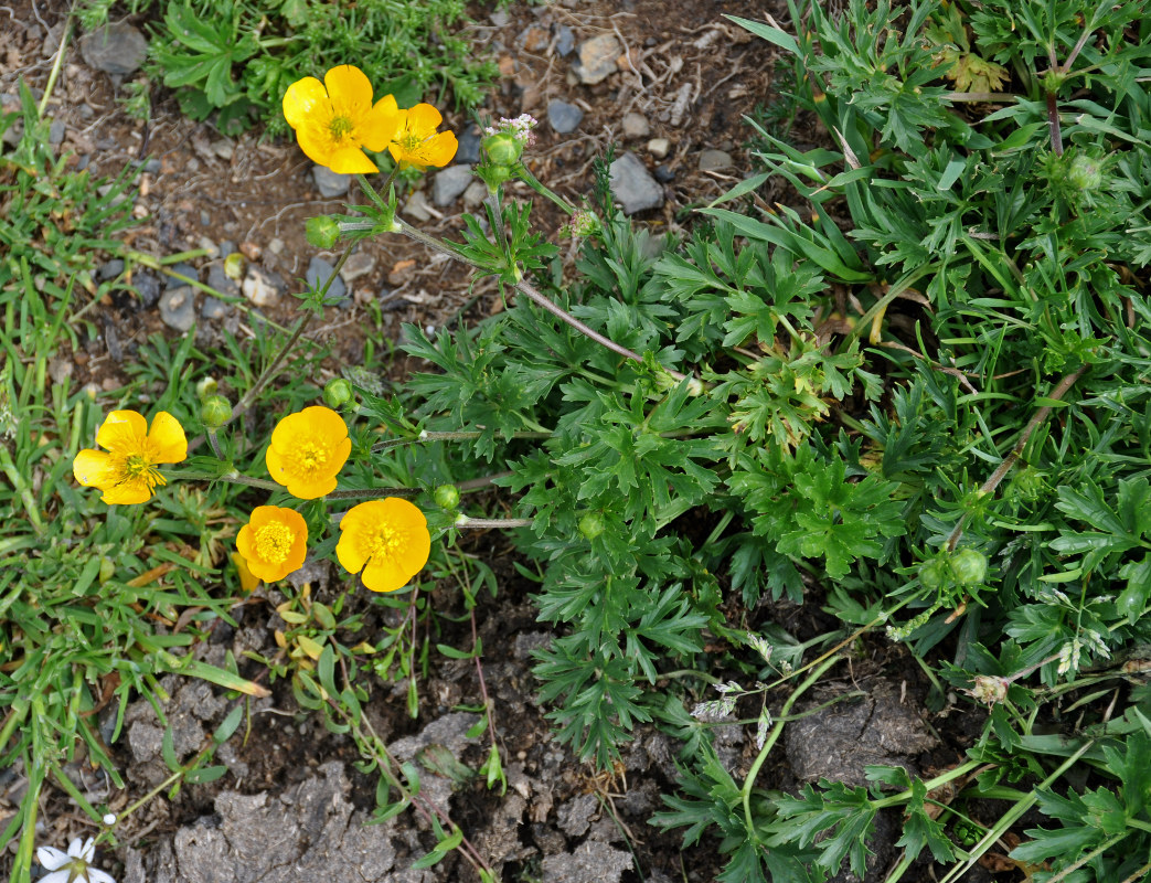 Изображение особи Ranunculus caucasicus.