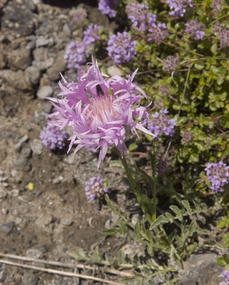 Image of genus Psephellus specimen.