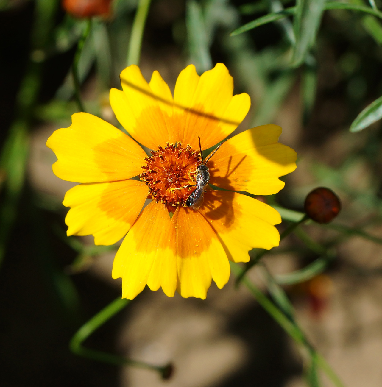 Image of Coreopsis tinctoria specimen.