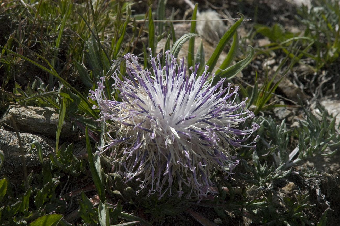 Image of Jurinella subacaulis specimen.