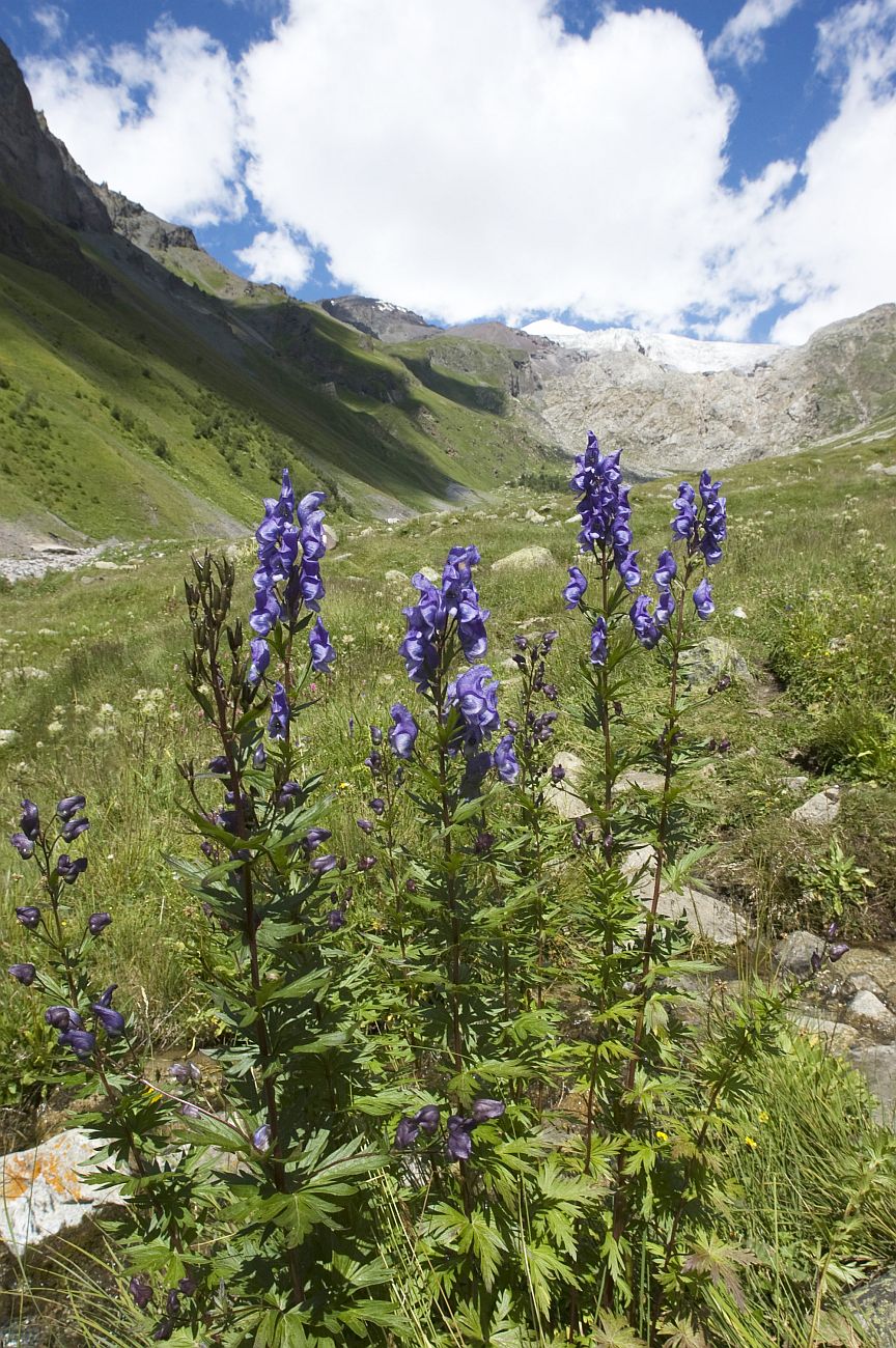 Изображение особи Aconitum cymbulatum.