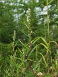 Artemisia integrifolia. Верхушка растения в стадии бутонизации. Магаданская обл., Ольский р-н, Ольское шоссе, заброшенное поле, на границе с лесом. 06.08.2017.