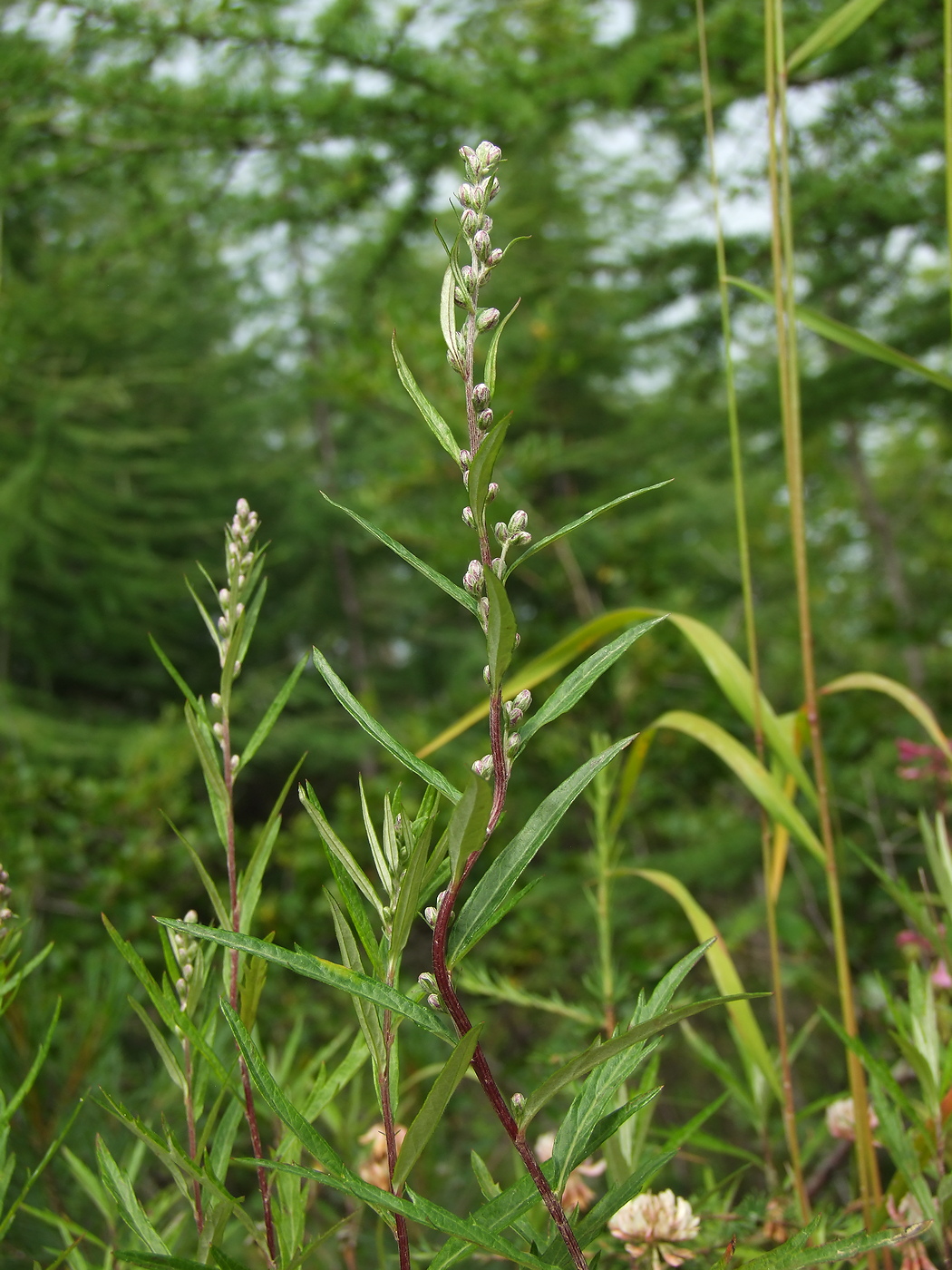 Изображение особи Artemisia integrifolia.