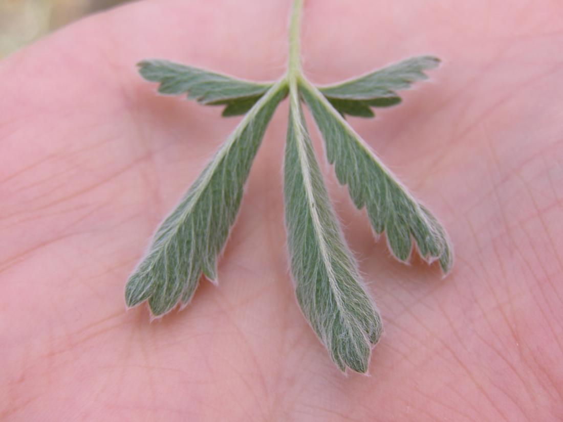 Image of Potentilla taurica specimen.