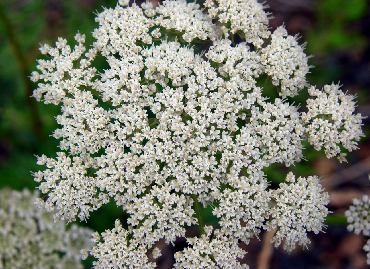 Image of Seseli condensatum specimen.