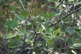 Populus alba