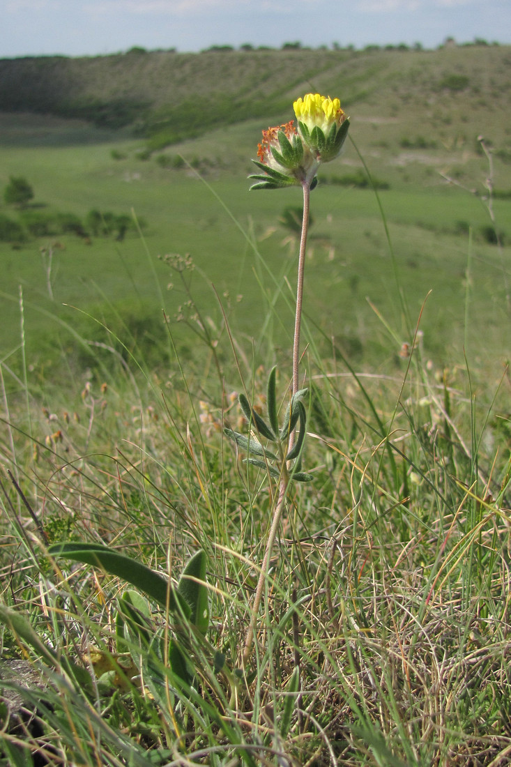 Image of Anthyllis macrocephala specimen.