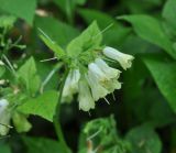 Symphytum grandiflorum. Соцветие. Республика Адыгея, левый берег р. Белая чуть ниже устья руч. Большой Руфабго, лиственный лес. 28.04.2018.