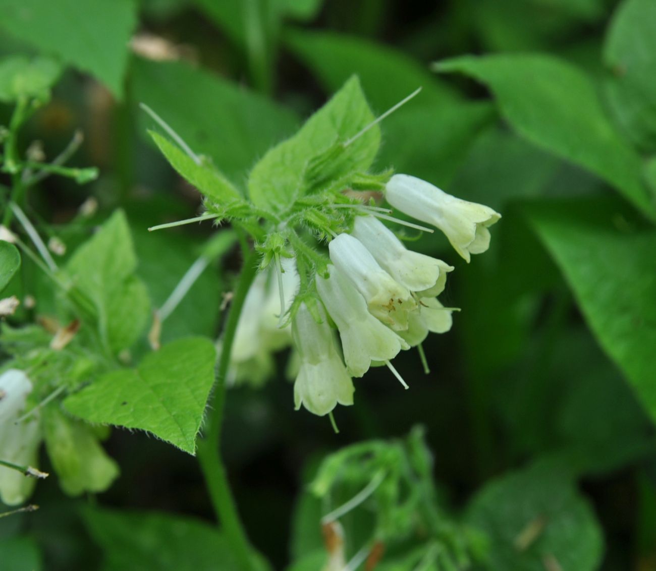 Image of Symphytum grandiflorum specimen.