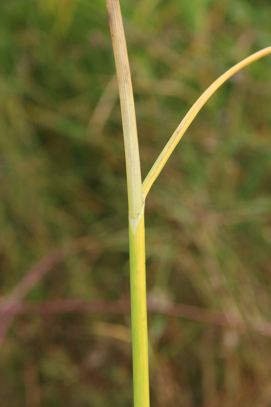 Изображение особи Allium pallens ssp. coppoleri.