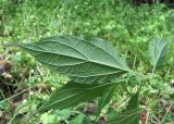 Parietaria officinalis. Лист (вид снизу). Дагестан, г. о. Махачкала, гора Тарки-Тау, разреженный широколиственный лес на склоне. 12.05.2018.