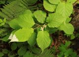 Actinidia kolomikta