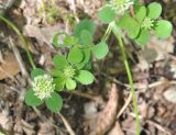 genus Trifolium. Соцветия и листья. Грузия, Боржоми-Харагаульский национальный парк, лес. 24.05.2018.