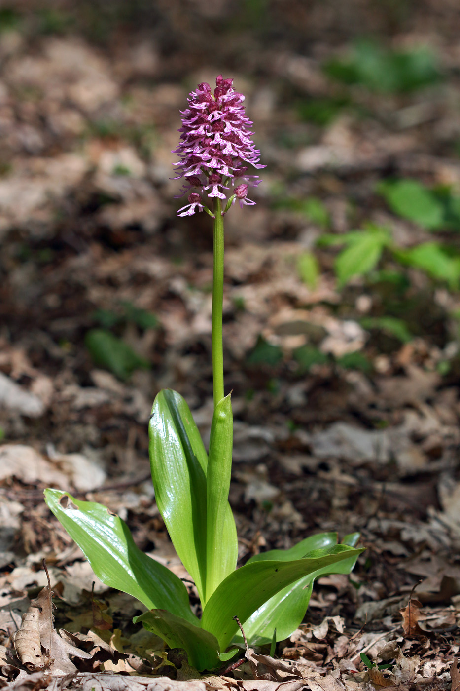 Image of Orchis purpurea ssp. caucasica specimen.