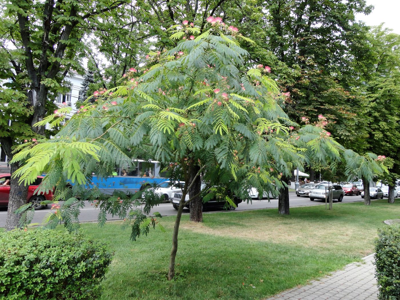 Image of Albizia julibrissin specimen.