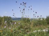 Sanguisorba officinalis. Цветущие растения. Адыгея, Кавказский биосферный заповедник, Азишский перевал, ≈ 2150 м н.у.м., субальпийский луг. 28.07.2018.