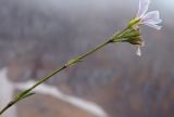 Gypsophila tenuifolia. Верхушка цветущего растения. Республика Адыгея, Майкопский р-н, Кавказский биосферный заповедник, Фишт-Оштеновский массив, хребет севернее цирка Оштена, выс. ок. 2700 м н.у.м., задернённый участок на скалах. 28.07.2018.