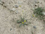 Crepis sonchifolia