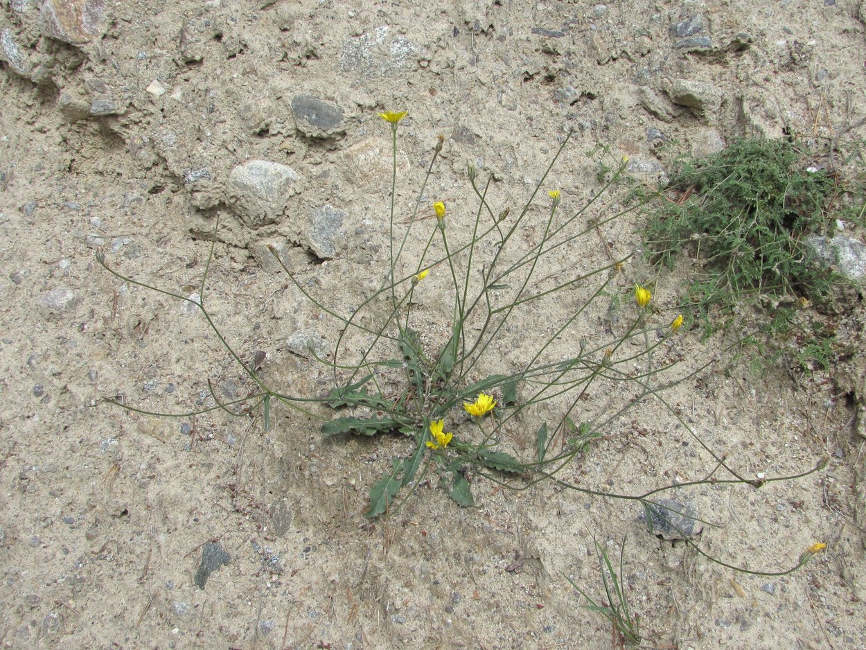 Изображение особи Crepis sonchifolia.