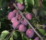 Prunus domestica. Ветвь с созревающими плодами. Московская обл., Раменский р-н, окр. дер. Хрипань, садовый участок. 23.08.2018.