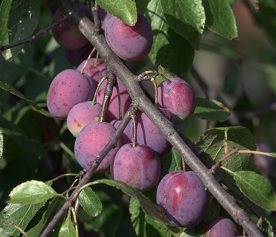 Изображение особи Prunus domestica.