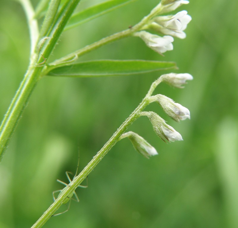 Image of Vicia hirsuta specimen.