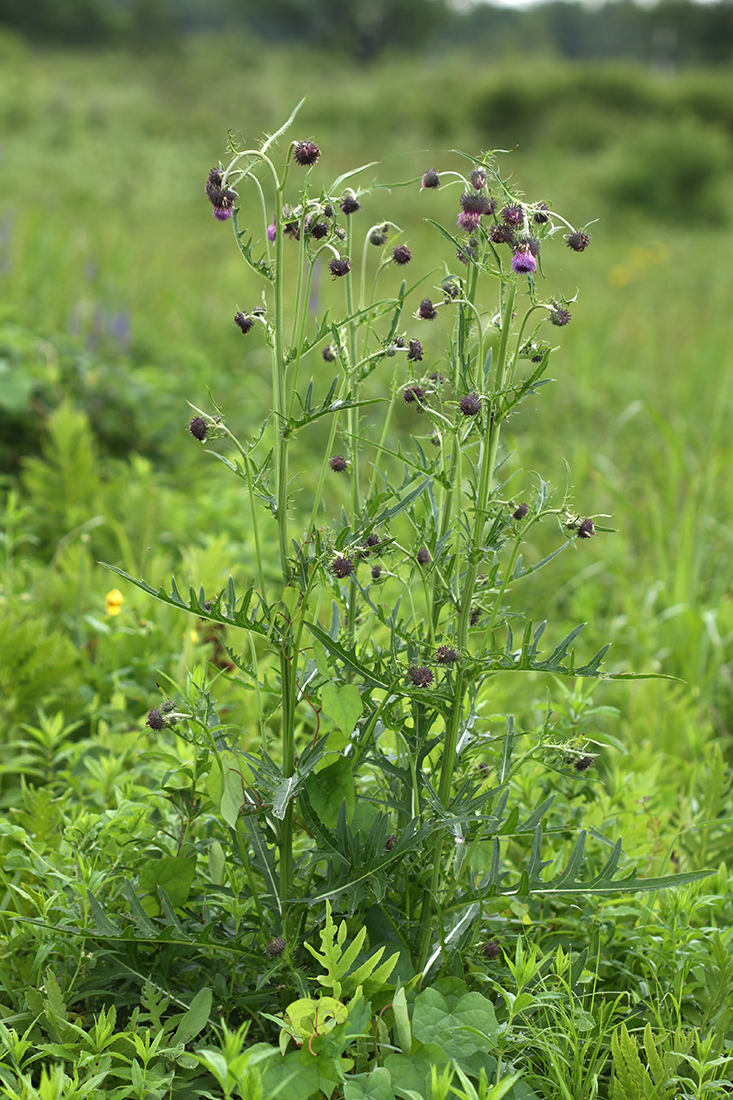 Image of Cirsium pendulum specimen.