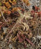 Oxytropis pilosa. Плодоносящее растение. Башкортостан, Кугарчинский р-н, окр. дер. Мурадымово, природный парк \"Мурадымовское ущелье\", долина р. Большой Ик, каменистый склон на скальном массиве вдоль реки. 2 сентября 2018 г.