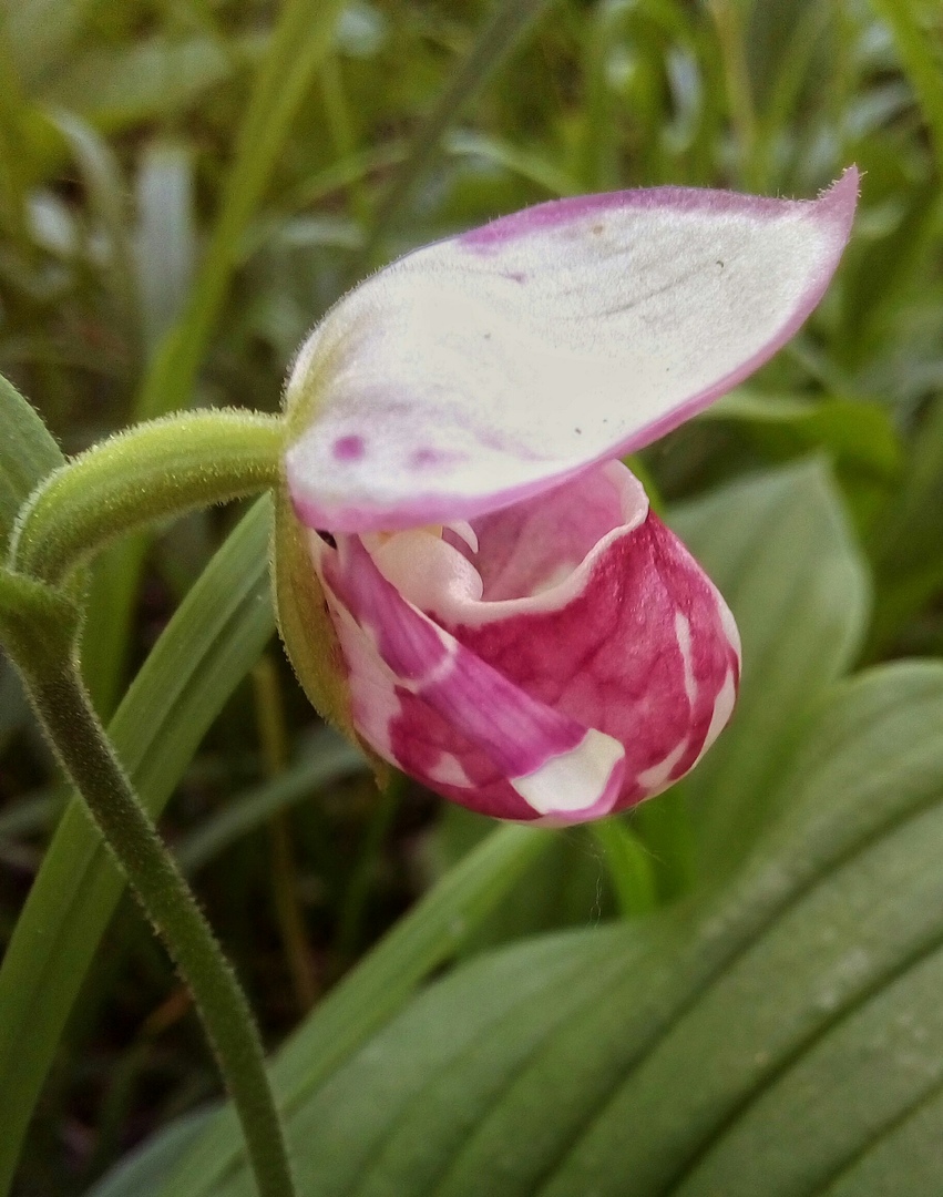 Image of Cypripedium guttatum specimen.