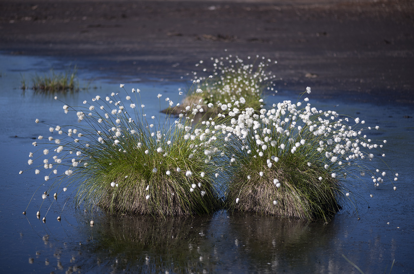 Изображение особи Eriophorum vaginatum.