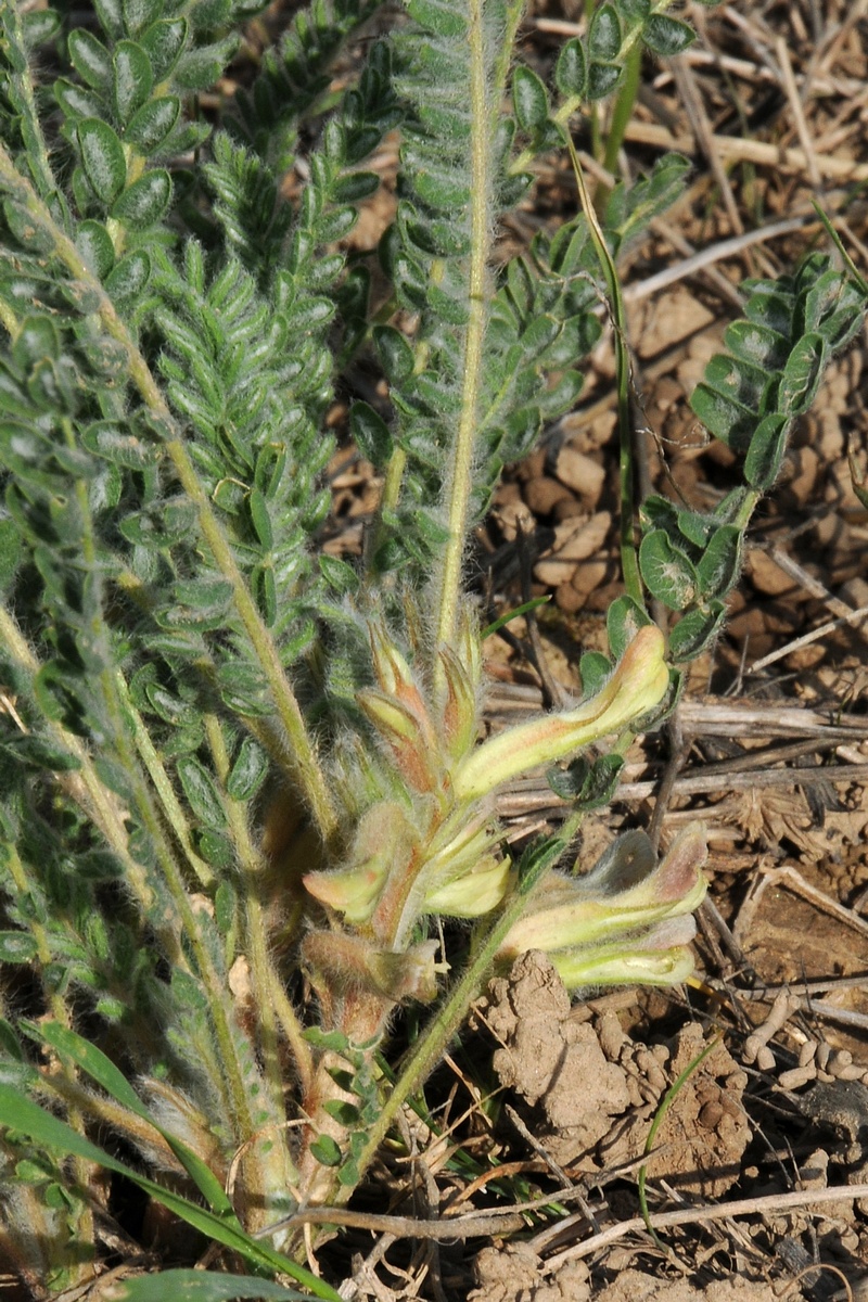 Изображение особи Astragalus mucidus.