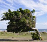 Ficus microcarpa