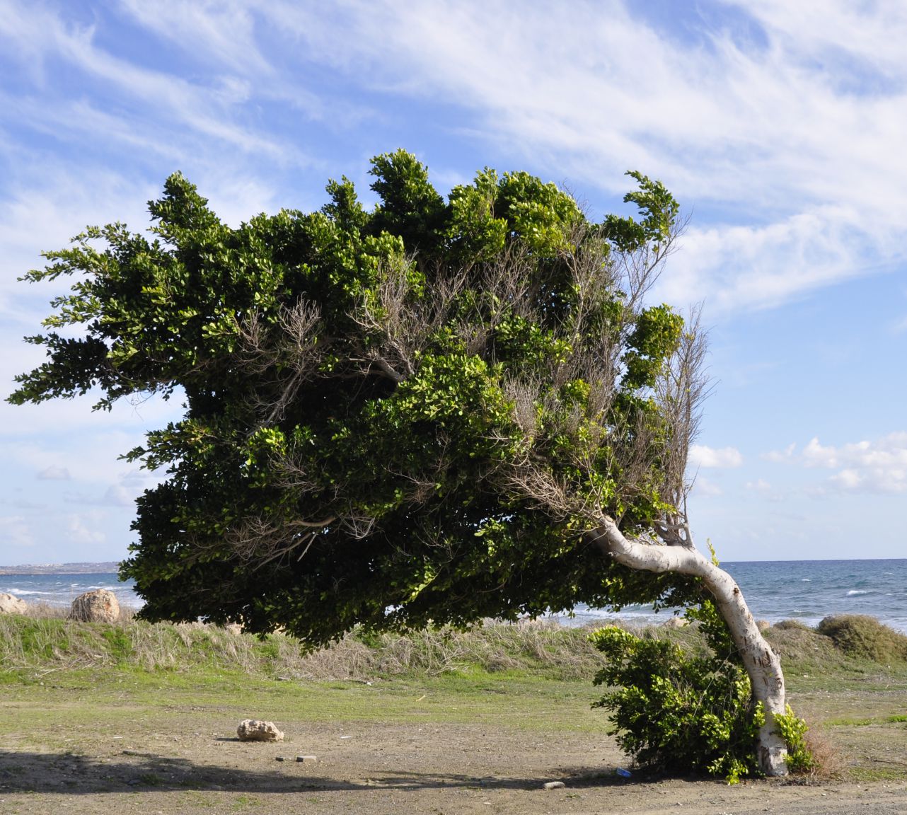 Image of Ficus microcarpa specimen.