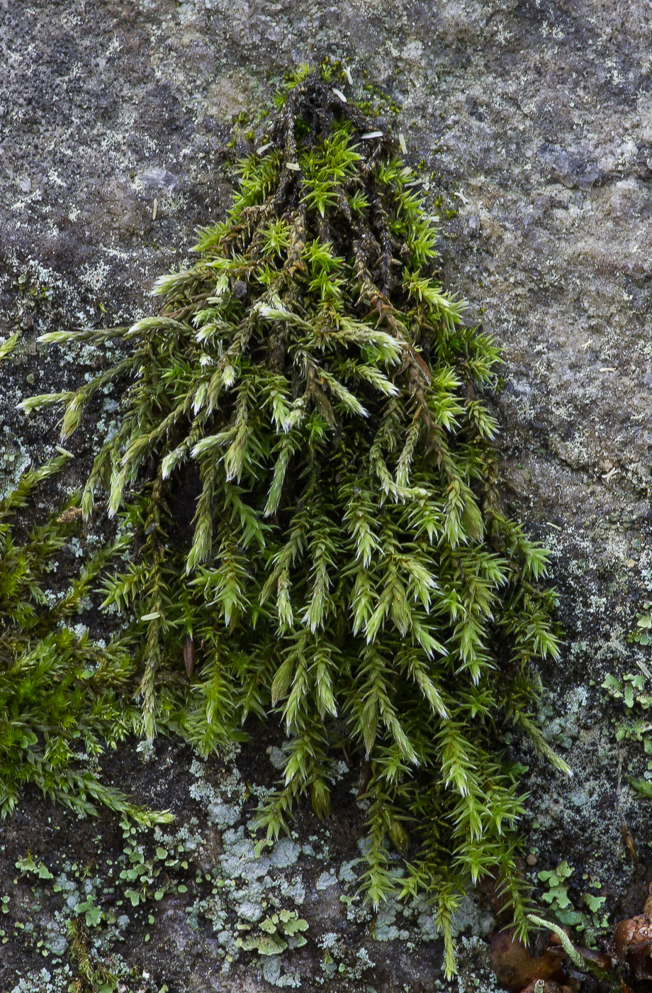 Изображение особи Hedwigia ciliata.