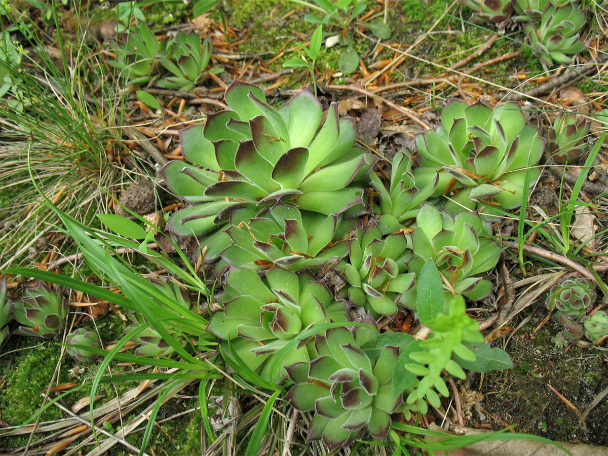 Изображение особи Sempervivum ruthenicum.