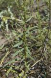 Hieracium umbellatum