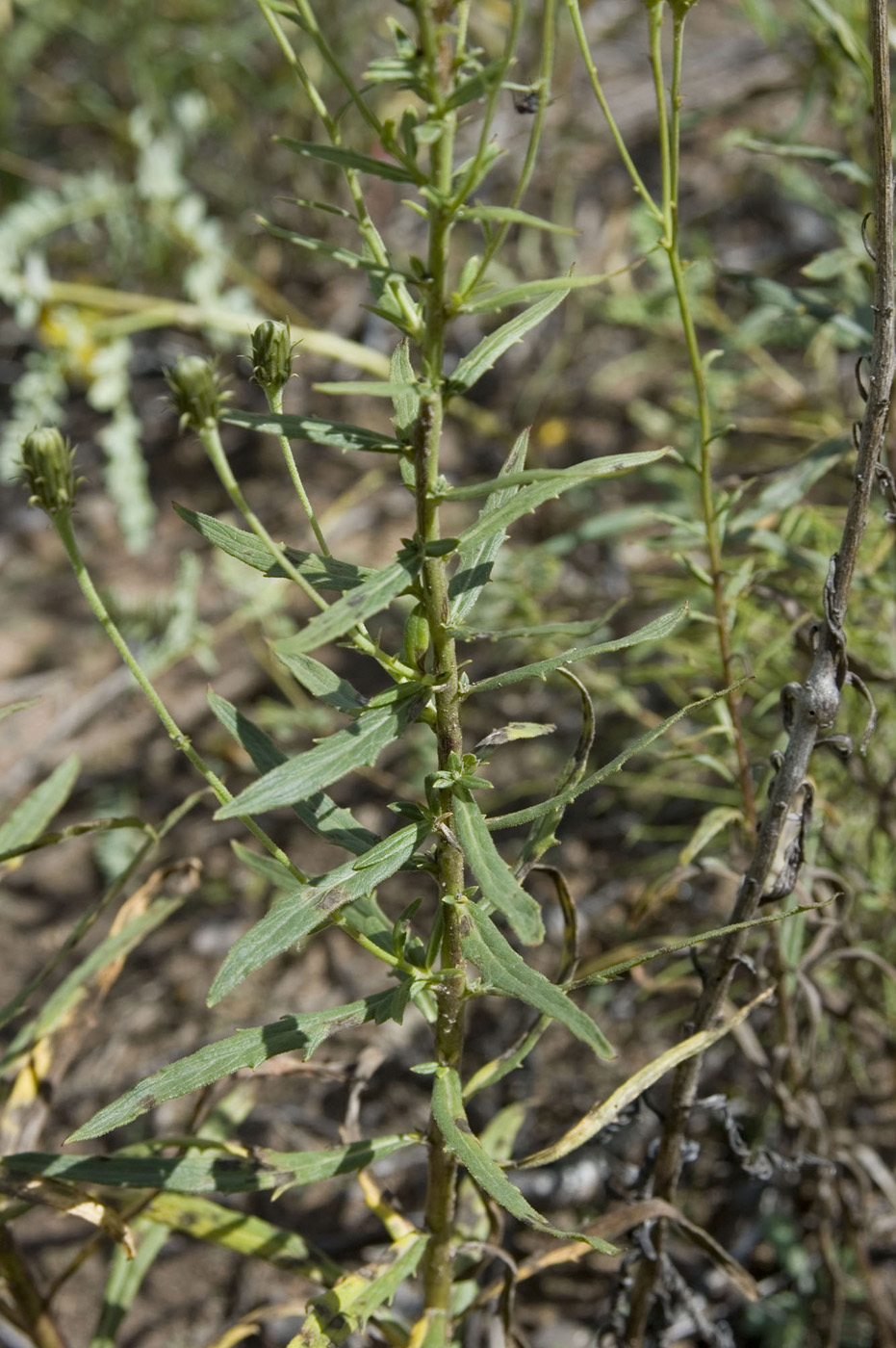 Image of Hieracium umbellatum specimen.