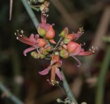 Capparis decidua. Соцветие с бутонами и цветками. Израиль, впадина Мёртвого моря, заповедник \"Нахаль Давид\", участок редких растений. 03.01.2019.