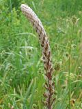 Eremurus comosus