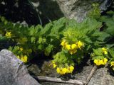 Rhynchocorys elephas. Верхушки побегов цветущих растений. Болгария, национальный парк Пирин, смешанный лес. 16.08.2013.