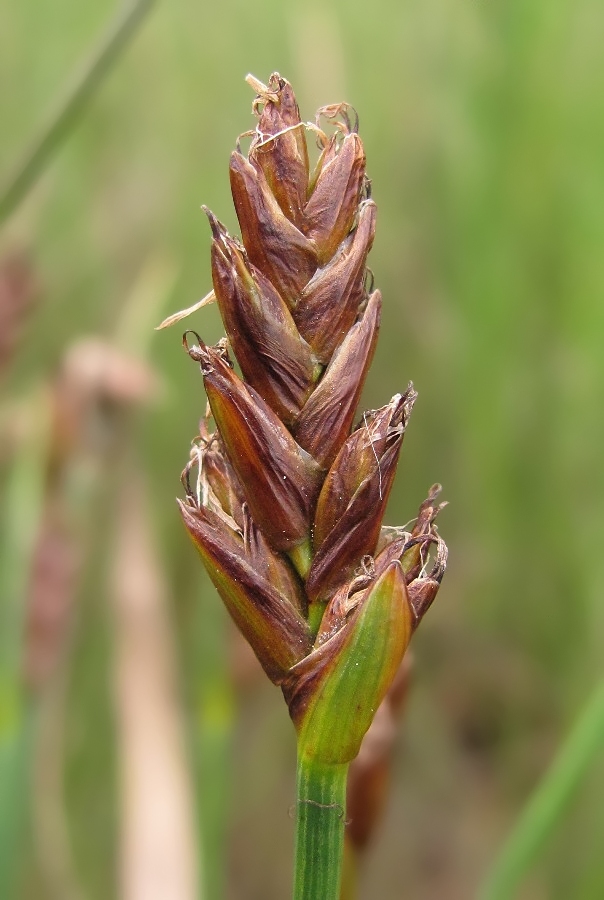 Image of Blysmus rufus specimen.