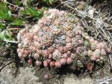 Orostachys spinosa. Вегетирующие растения. Республика Алтай, Усть-Коксинский р-н, Теректинский хребет, южный склон горы Алтайка, выс. 1500 м н.у.м. 12.05.2017.