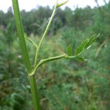 Pastinaca sylvestris. Средняя часть побега. Свердловская обл., г. Екатеринбург, окр. пос. Шабровский, разнотравная поляна в сосновом лесу. 19.08.2018.