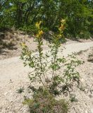 Chamaecytisus ruthenicus