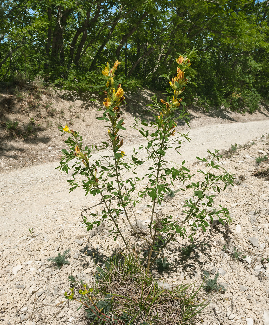 Изображение особи Chamaecytisus ruthenicus.