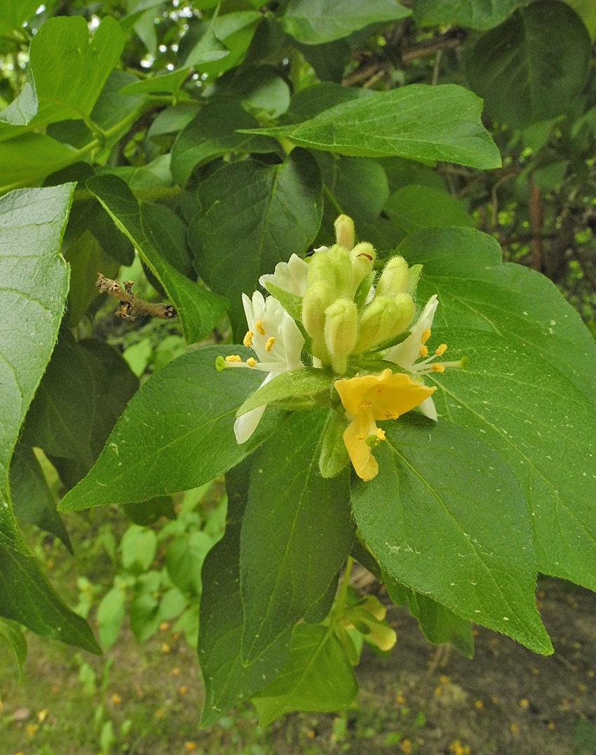 Image of Lonicera ferdinandi specimen.