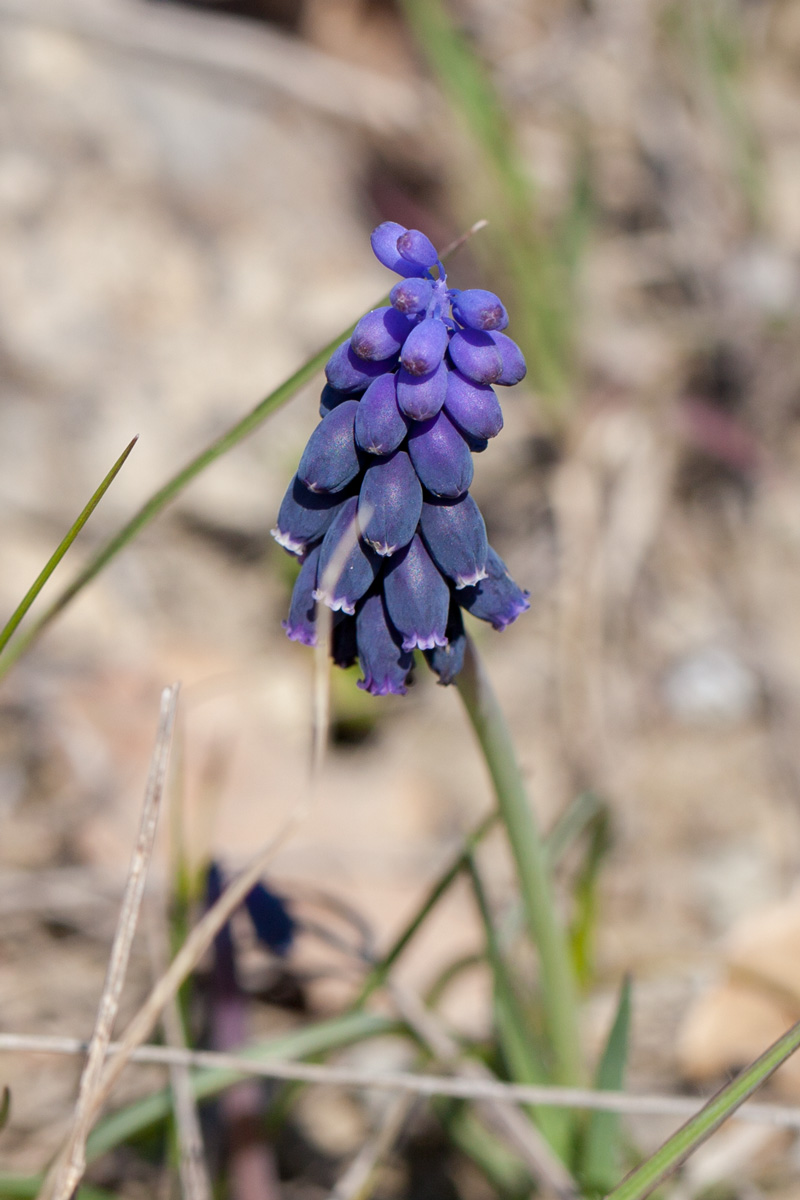 Изображение особи Muscari neglectum.